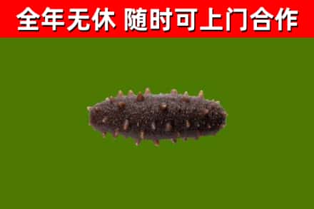 南京烟酒回收干海参.jpg